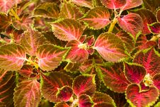 A Red - Stinging-  Nettle - Ba Royalty Free Stock Photos