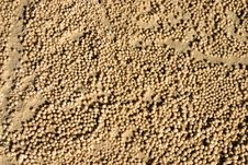 Fraser Island, Australia Royalty Free Stock Photography Fraser Island, Australia Royalty Free Stock Photography