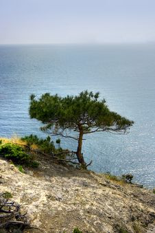 Lonely Pine Royalty Free Stock Photo Lonely Pine Royalty Free Stock Photo