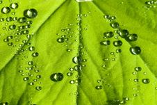 Water Drops On The Leafs Royalty Free Stock Photo Water Drops On The Leafs Royalty Free Stock Photo