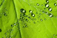 Water Drops On The Leafs Stock Photography Water Drops On The Leafs Stock Photography