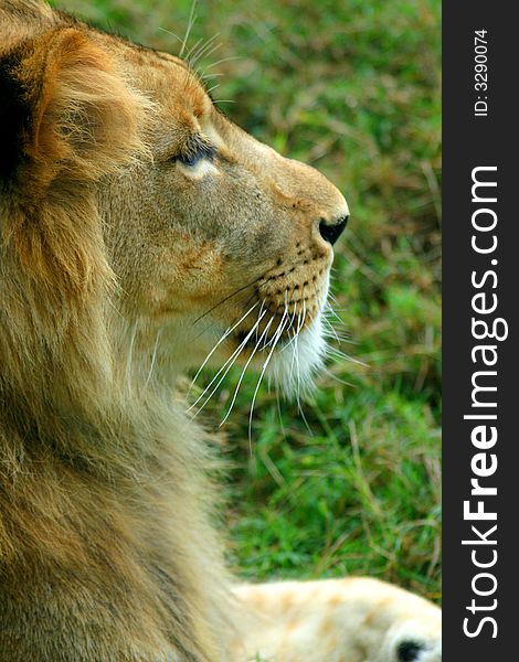 Profile of a young male lion laying in the grass. Profile of a young male lion laying in the grass