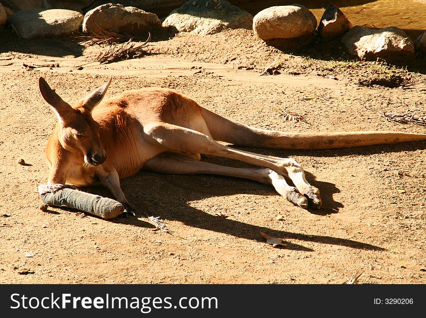 Get well soon, red kangaroo!. Get well soon, red kangaroo!