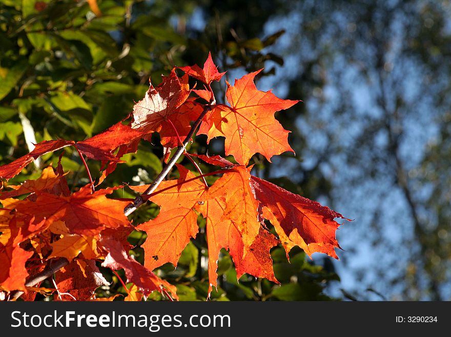 Branch of bright red maple's leaves. Branch of bright red maple's leaves