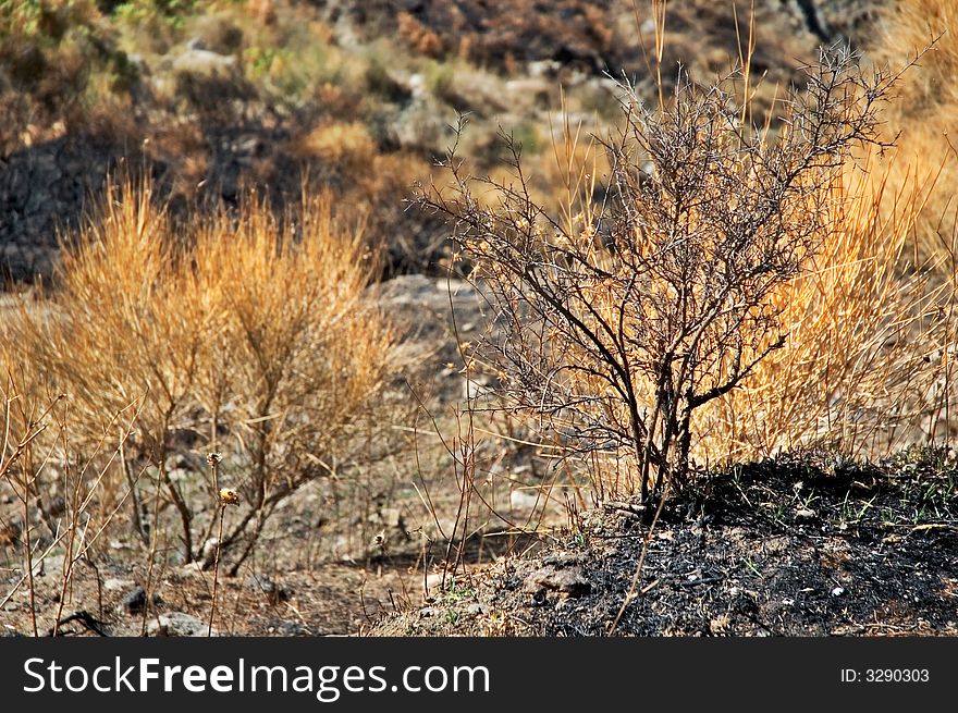 Burned out bush with selective focus