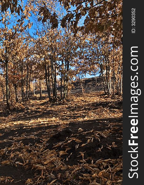 Burned out trees and leaves in a wood