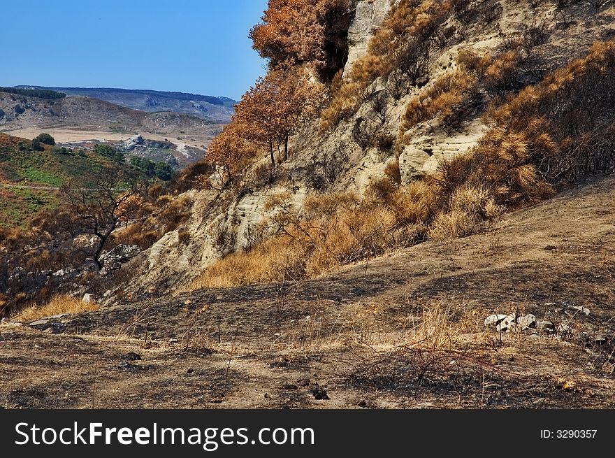 Landscape after fire with burned out tree