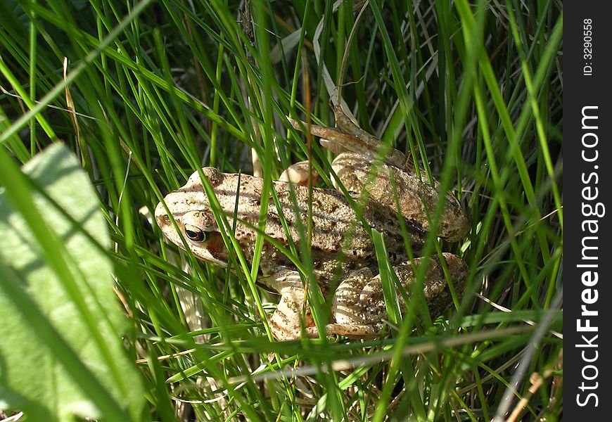 Frog in grass on sunny day