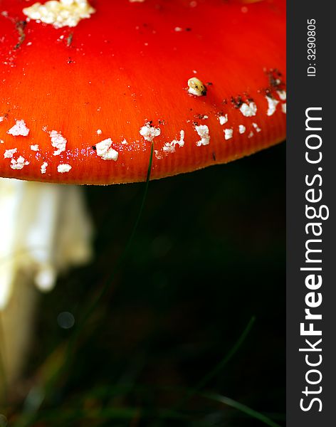 Close-up of the fly agaric mushroom. Close-up of the fly agaric mushroom