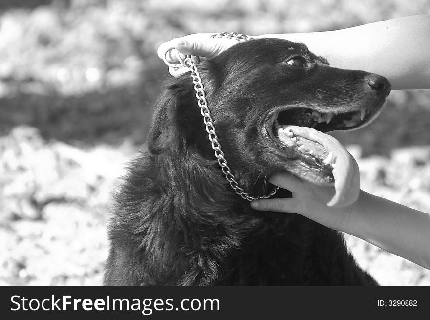 Person putting a dog collar on a wise black dog. Person putting a dog collar on a wise black dog.