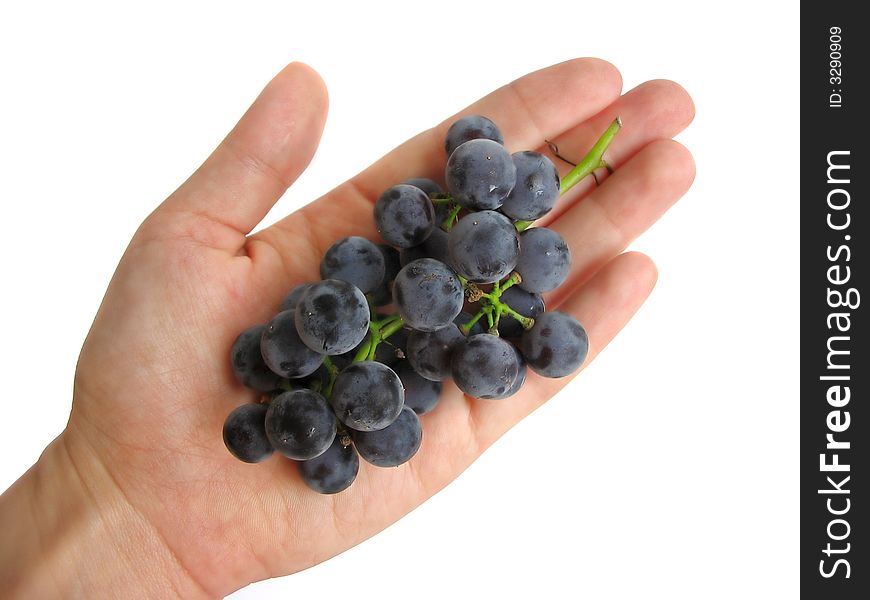 Woman's hand holding a bunch of dark grapes on white background. Woman's hand holding a bunch of dark grapes on white background