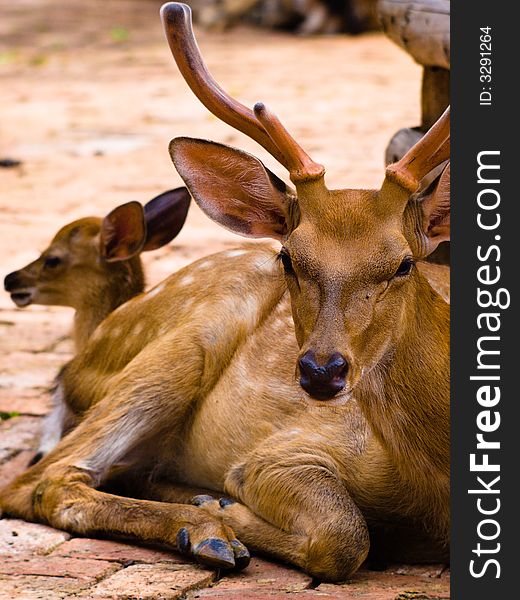 The Deer in breeding farm