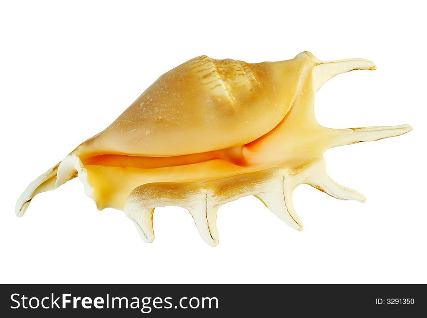 Isolated sea shell with clipping path