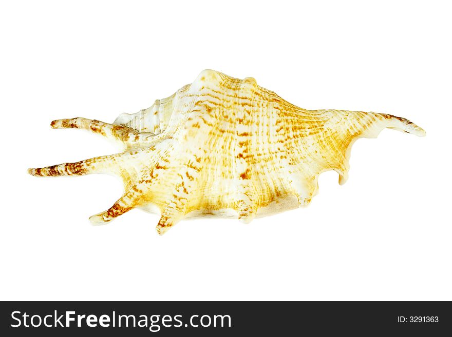 Isolated sea shell with clipping path