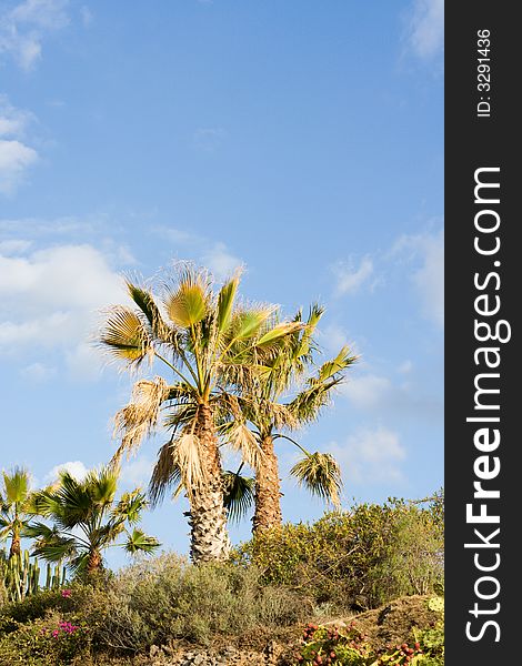 Group of palm trees with a bright blue sky