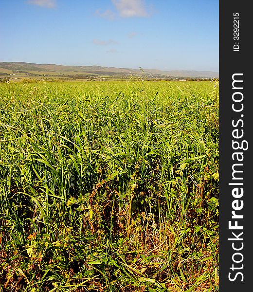 Aldinga Grassy Field 2