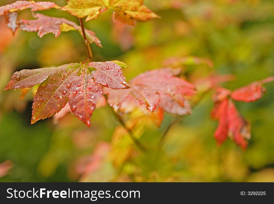 Close up view of wet leaves on a vine Maple Tree. Close up view of wet leaves on a vine Maple Tree.