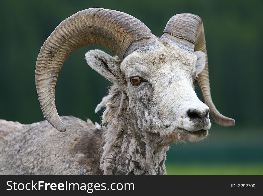 Canadian Rocky Mountain Big Horned Sheep
