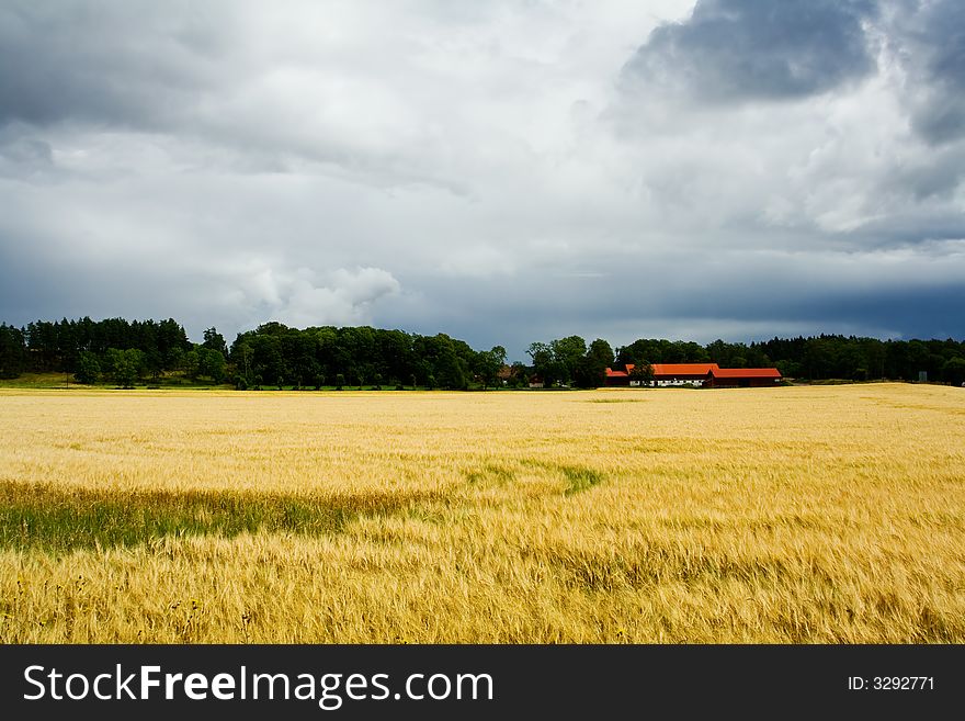 Sunlit field of barley and a farm with a thundersorm cloud behind