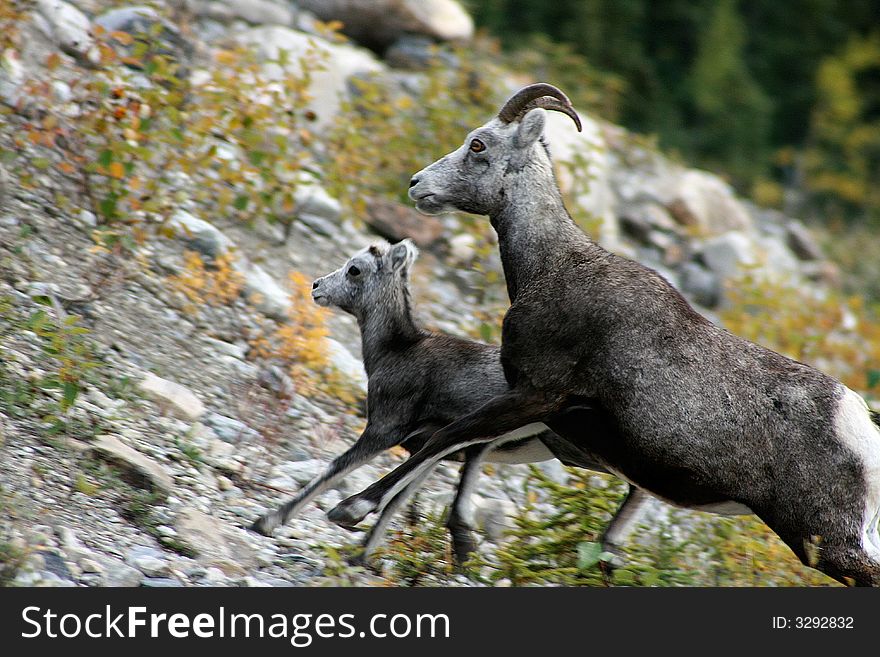 Mother and kid flee uphill, BC, Canada. Mother and kid flee uphill, BC, Canada