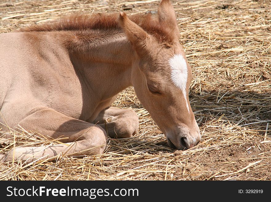 Close up of a horse colt sleeping