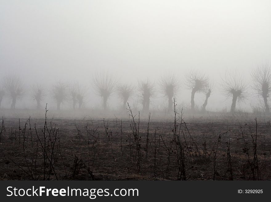 Trees in the fog