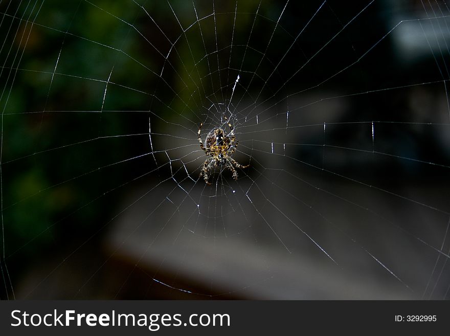 Spider sitting in the center of its web. Spider sitting in the center of its web