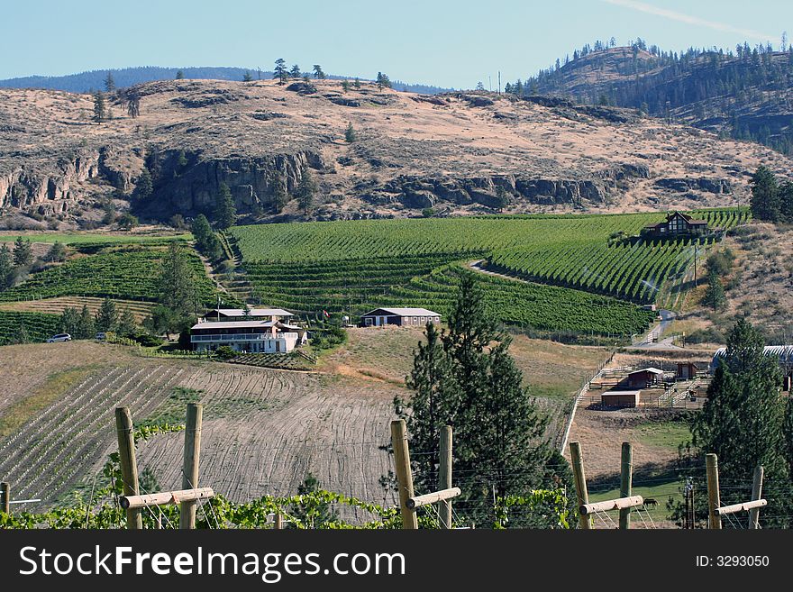 Vinery rows watered in farm near the mountains