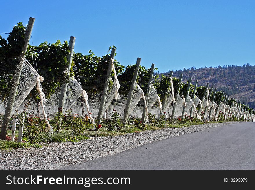 Vinery rows watered in farm near the mountains