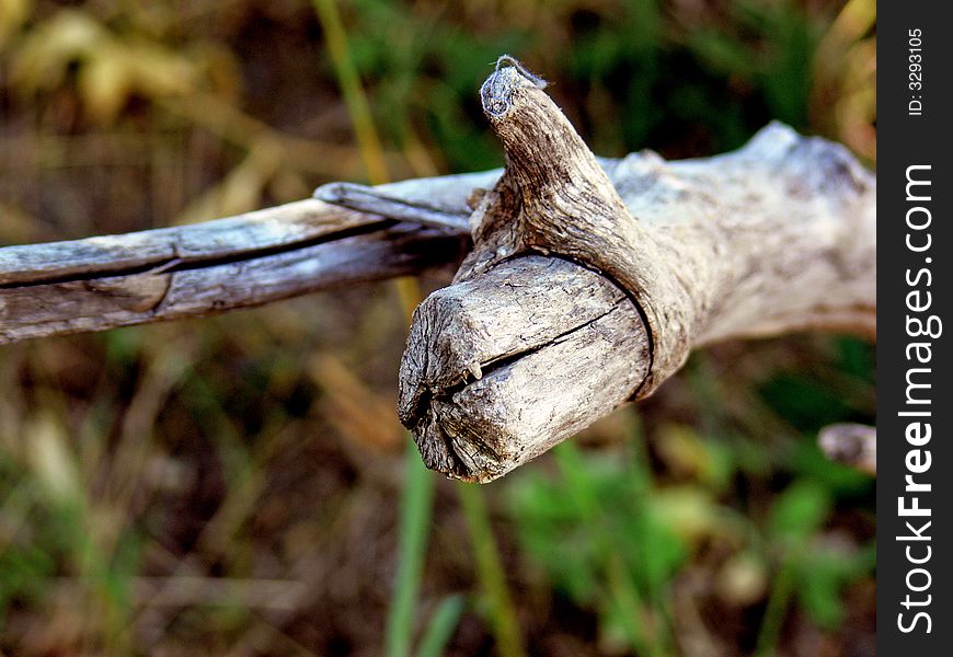 A shot of a old dead limb from a tree.