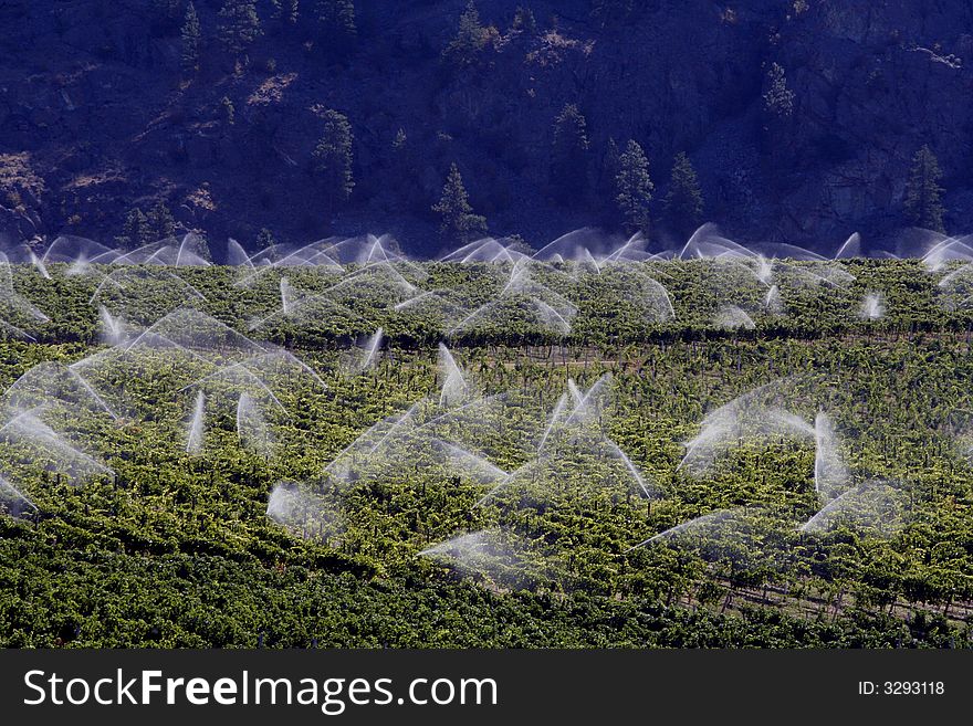 Vinery rows watered in farm near the mountains