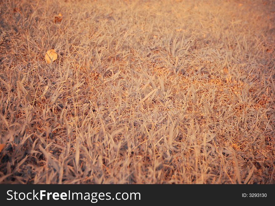 Infrared Photo Of Grass Land