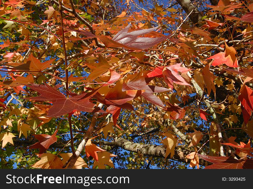 Light filled autumn leaves against a blue sky. Light filled autumn leaves against a blue sky