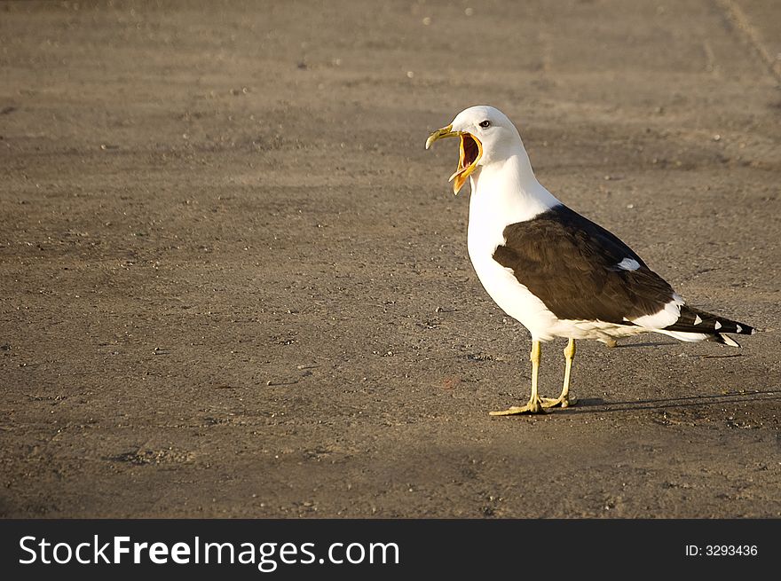 Angry Seagull with beak open