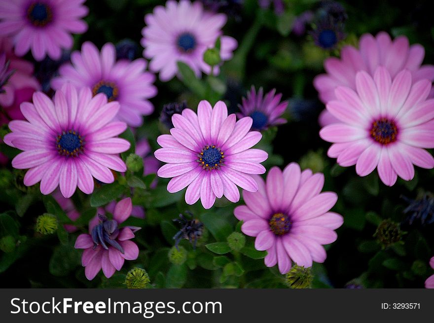 This is a marco shot of some pinkish daisies. This is a marco shot of some pinkish daisies.