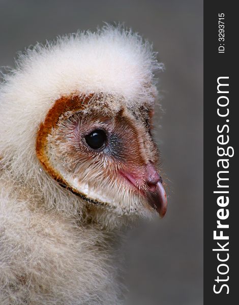 Baby Barn Owl Close Up. Baby Barn Owl Close Up