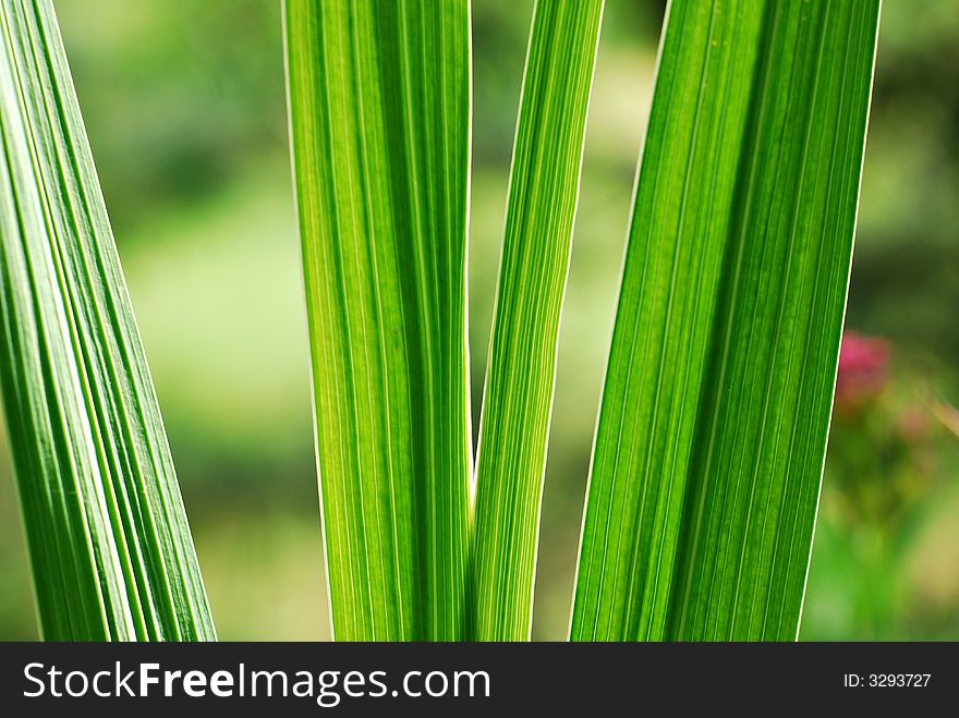 Naturally backlighed green leaves with bokeh background