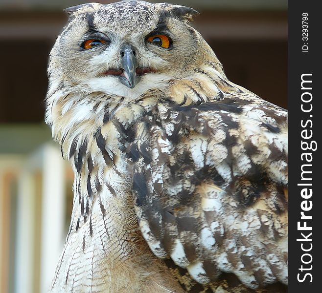 Owl, yellow eyes and gorgeous plumage. Owl, yellow eyes and gorgeous plumage