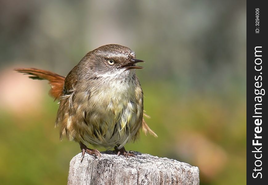 A Young Srub wren female singing her heart out. A Young Srub wren female singing her heart out