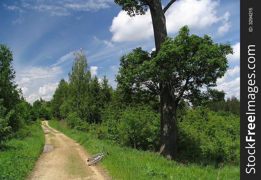 Road in the green forest