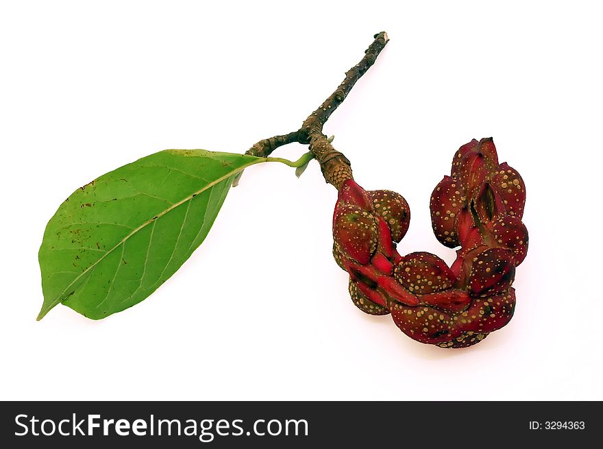 'Magnolia x soulangeana' Seed Pod isolated on white background. 'Magnolia x soulangeana' Seed Pod isolated on white background.