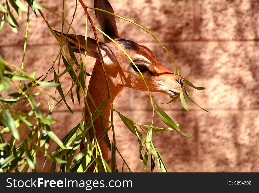 A young female gerenuk eating leaves at the zoo