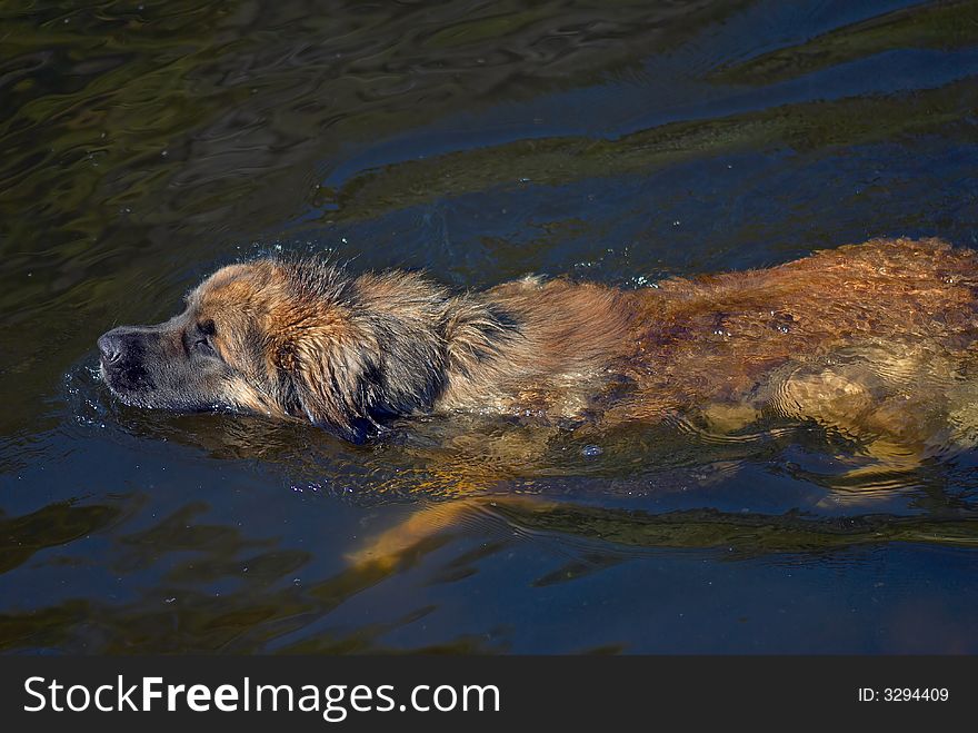 The swimming sheep-dog. Hot summer day on the river. The swimming sheep-dog. Hot summer day on the river.