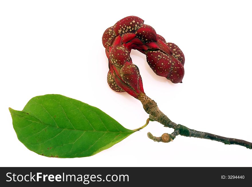 'Magnolia x soulangeana' Seed Pod isolated on white background. 'Magnolia x soulangeana' Seed Pod isolated on white background.