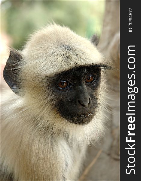 A young Indian monkey staring and ready for action