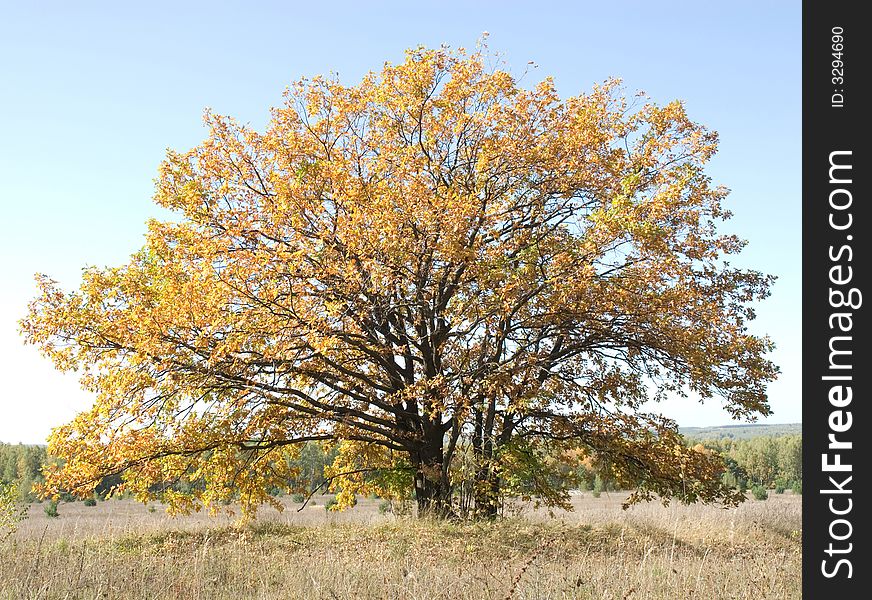 Lonely oak with yellow leaves on a field. Lonely oak with yellow leaves on a field