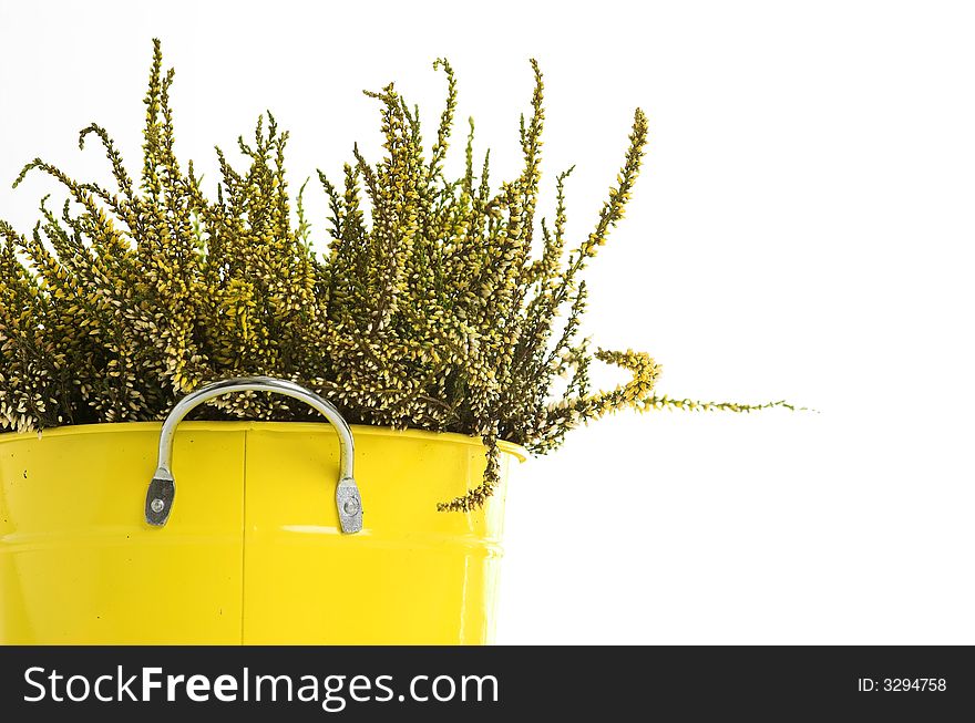 Tin pot with yellow flowering heather. Tin pot with yellow flowering heather