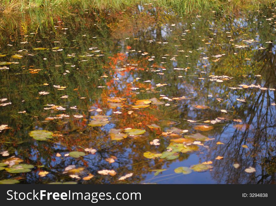 Small pond in autumn