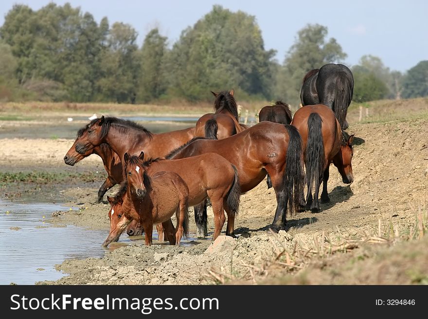 Herd of horses on water