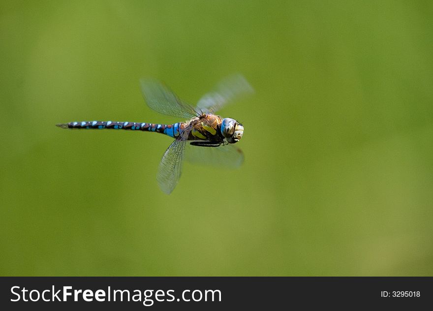 Flying dragonfly with green background